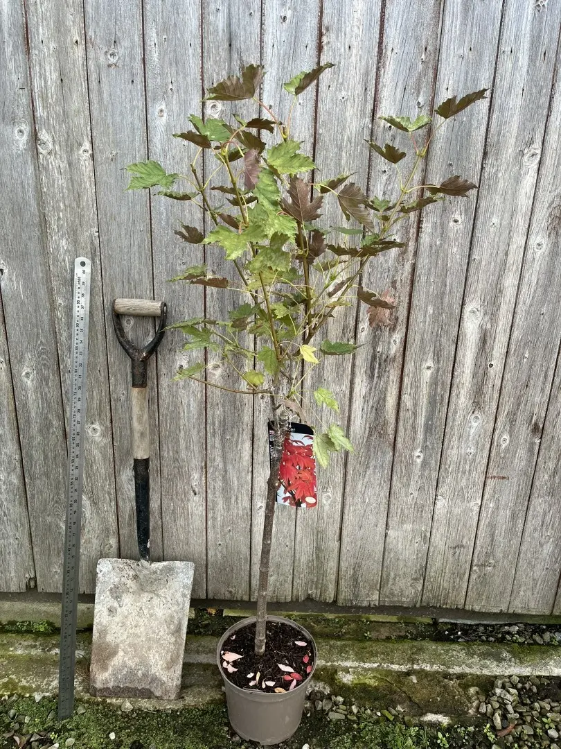 Sycamore 'Prinz Handjery' 120/150cm (5L)