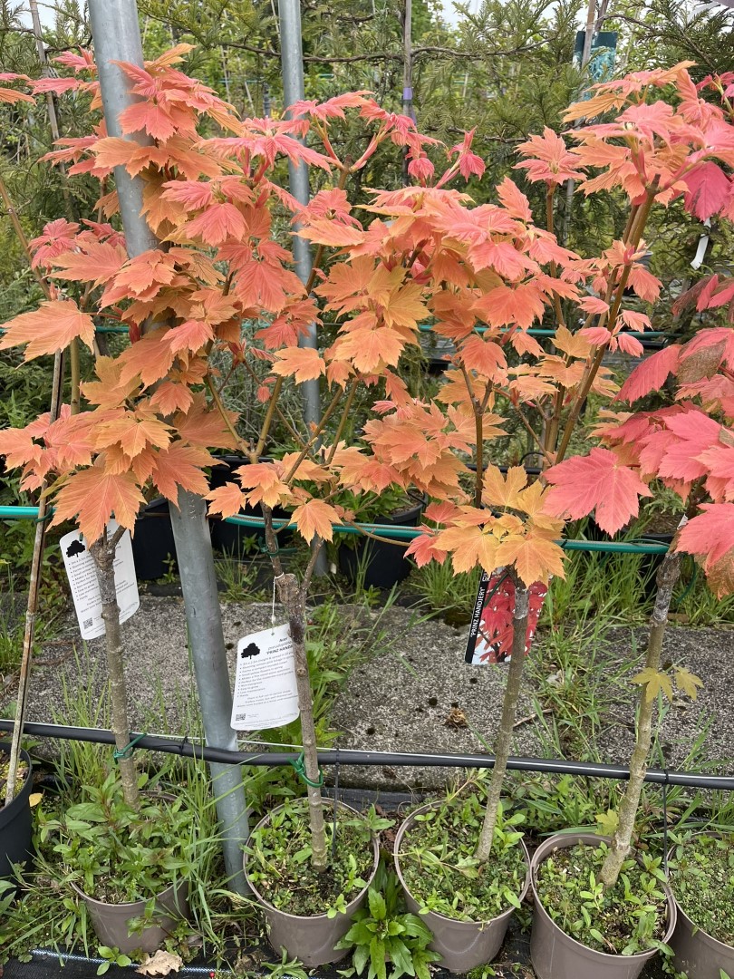 Acer pseudoplatanus - Variegated sycamore 'Simon-Louis Freres'