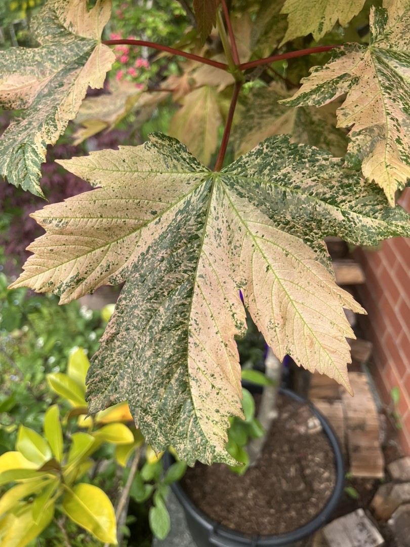 Acer pseudoplatanus - Variegated sycamore 'Simon-Louis Freres'