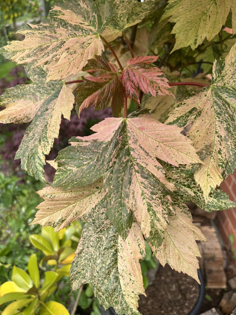 Acer pseudoplatanus - Variegated sycamore 'Simon-Louis Freres'