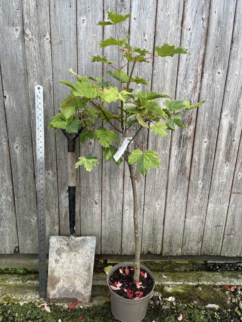 Variegated sycamore 'Simon-Louis Freres' 120/150cm (5L)