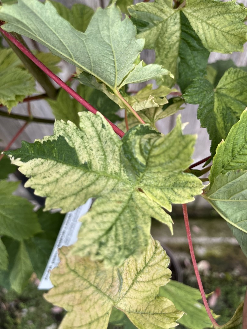 Variegated sycamore 'Simon-Louis Freres' 120/150cm (5L) - Image 5