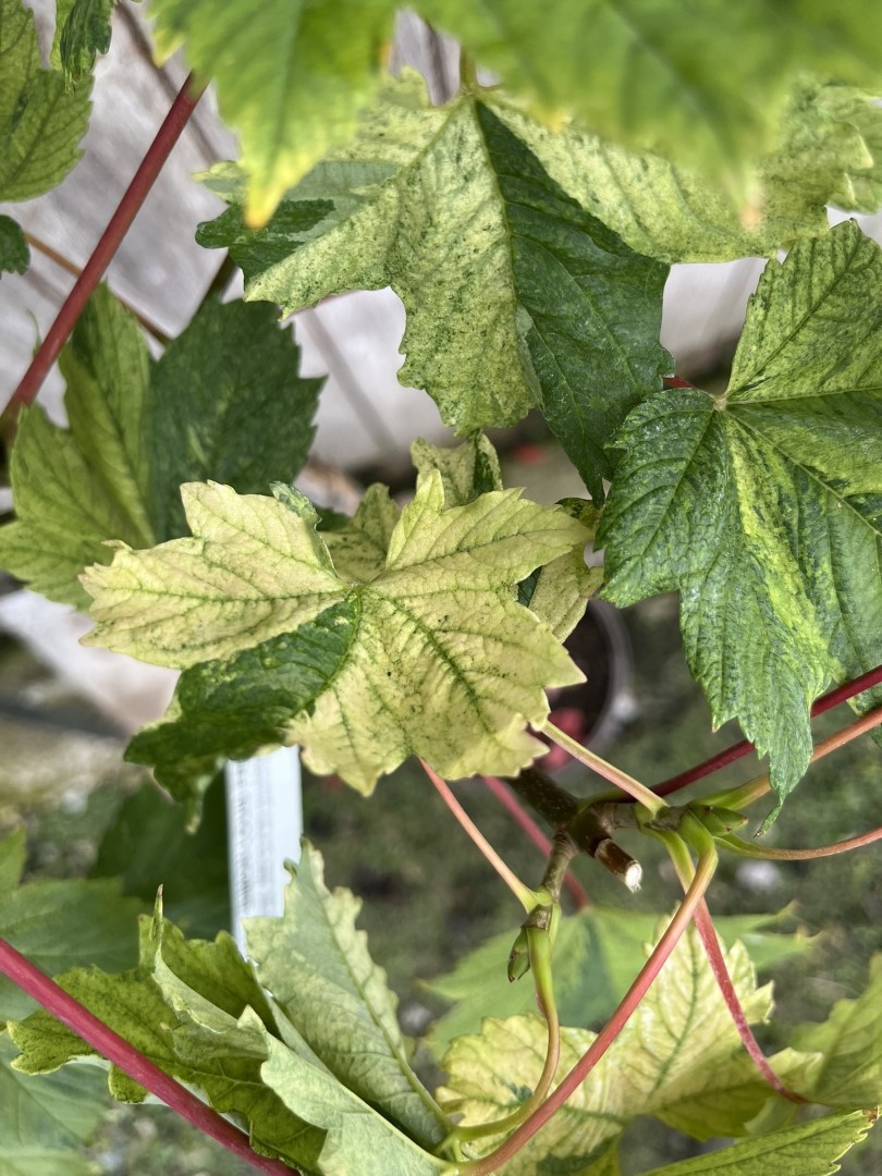 Variegated sycamore 'Simon-Louis Freres' 120/150cm (5L) - Image 4