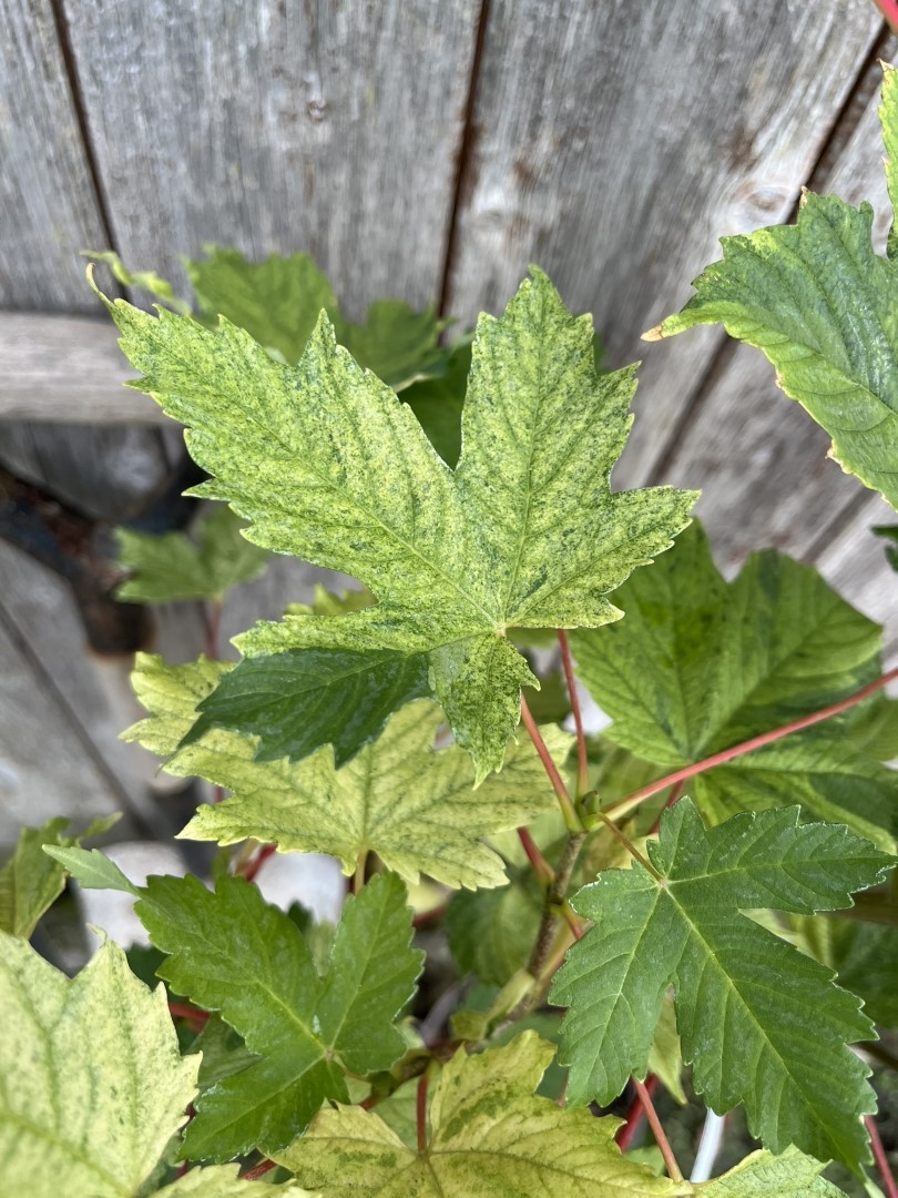 Variegated sycamore 'Simon-Louis Freres' 120/150cm (5L) - Image 3