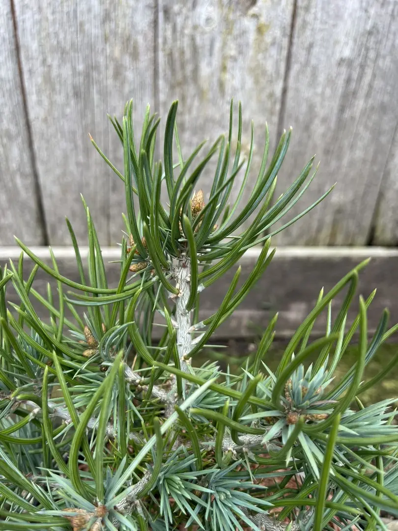 Pinyon Pine 'Fancy Nancy' 20/40cm (5L) - Image 4