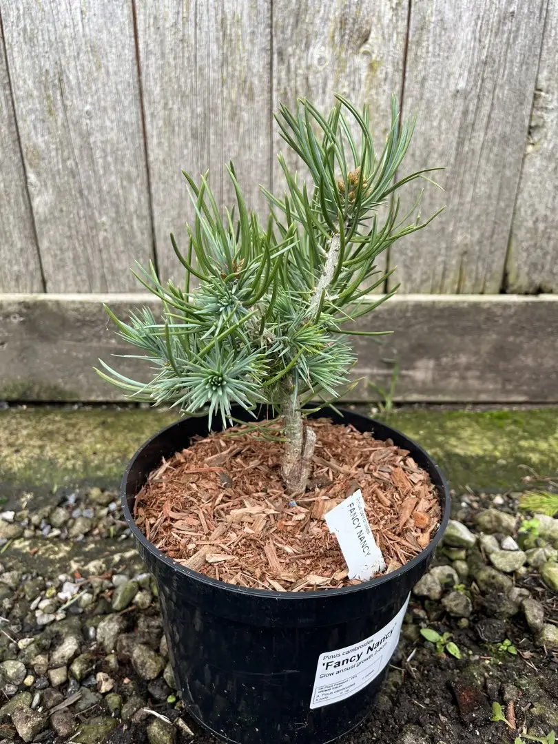 Pinyon Pine 'Fancy Nancy' 10/20cm (2L) - Image 4