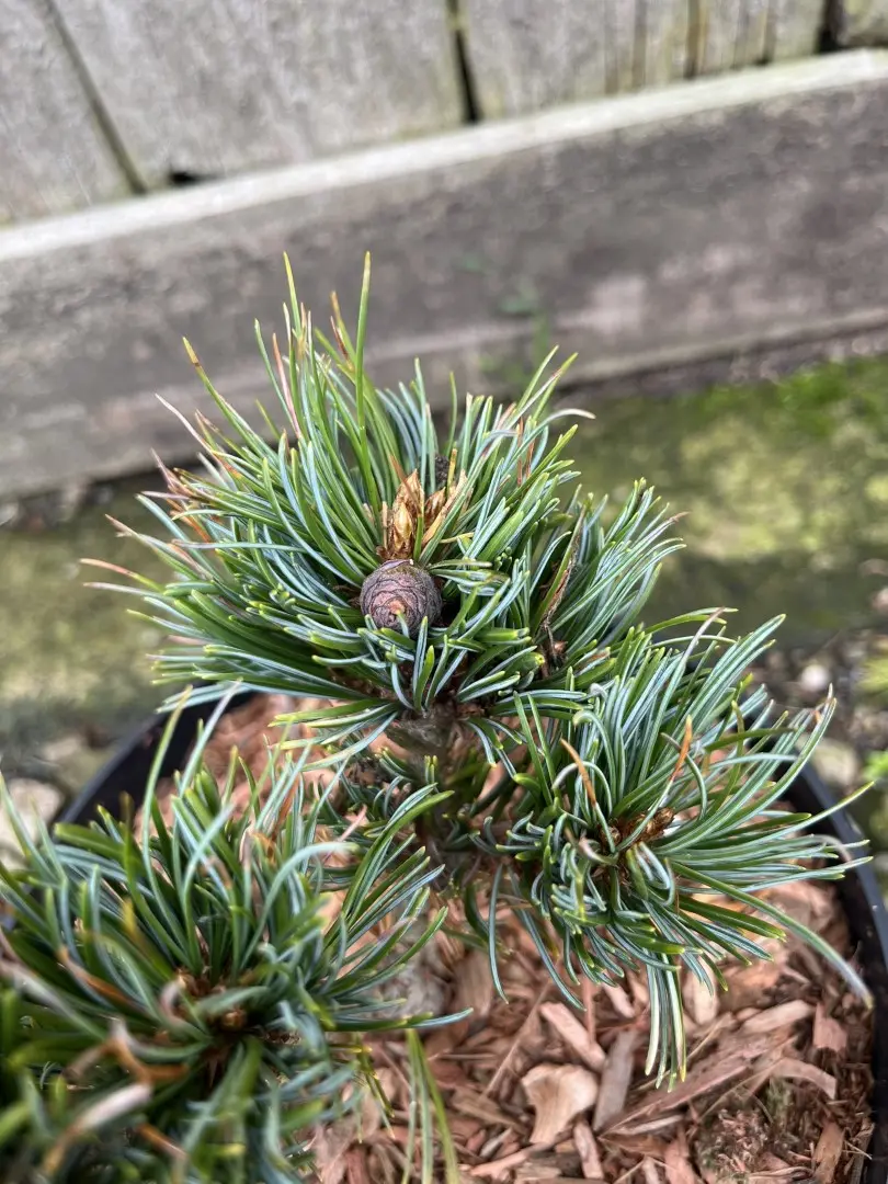 Pinyon Pine 'Fancy Nancy' 20/40cm (5L) - Image 2