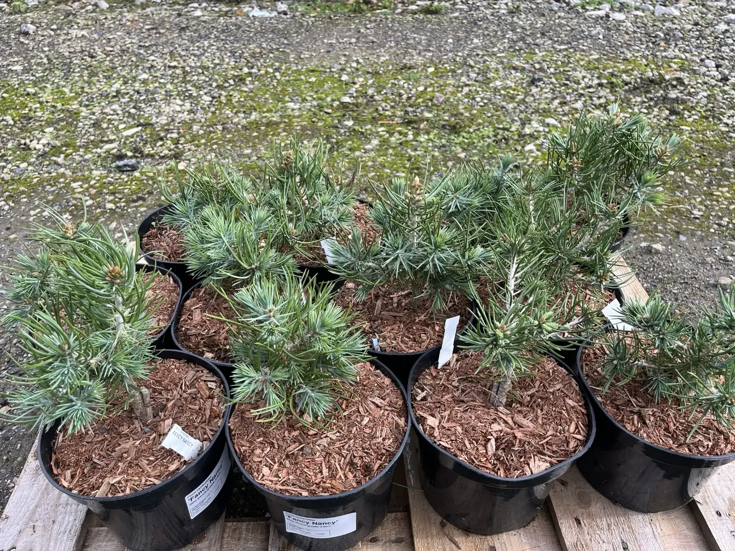 Pinyon Pine 'Fancy Nancy' 10/20cm (2L) - Image 10