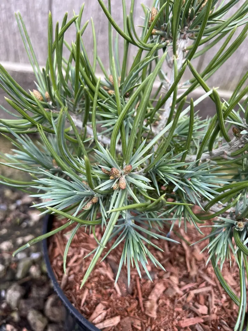 Pinyon Pine 'Fancy Nancy' 20/40cm (5L) - Image 3