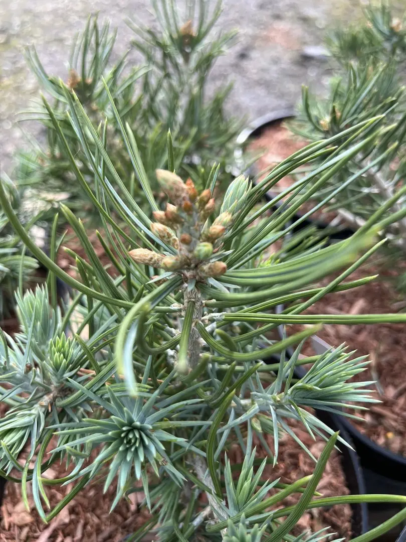 Pinyon Pine 'Fancy Nancy' 20/40cm (5L) - Image 5