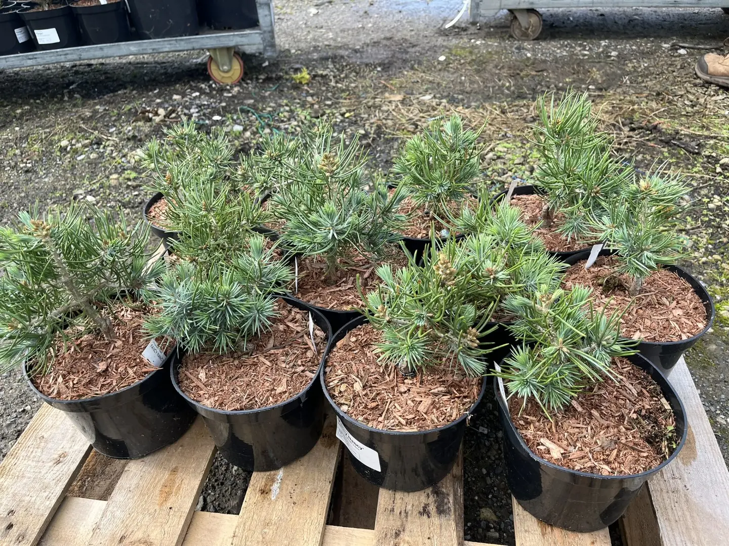 Pinyon Pine 'Fancy Nancy' 10/20cm (2L) - Image 11