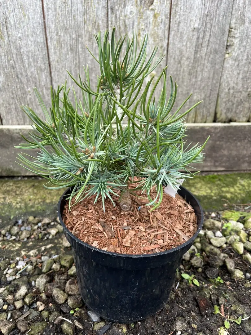 Pinyon Pine 'Fancy Nancy' 10/20cm (2L) - Image 5