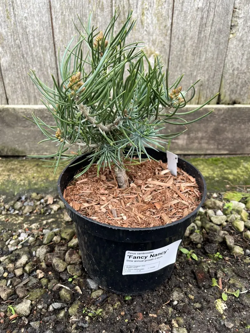Pinyon Pine 'Fancy Nancy' 10/20cm (2L) - Image 3