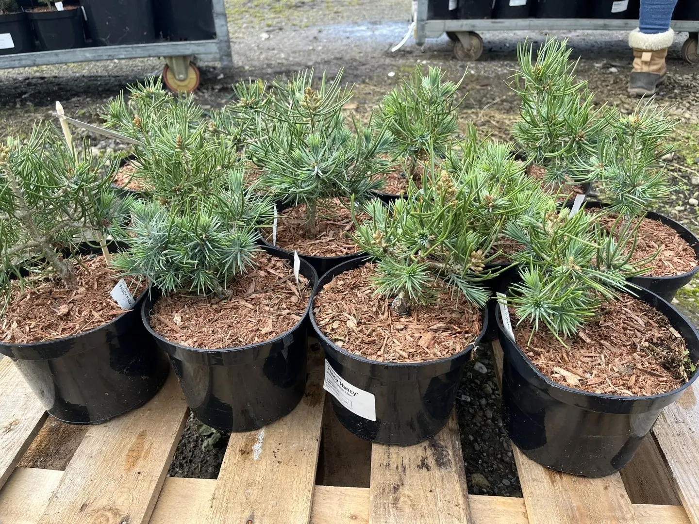 Pinyon Pine 'Fancy Nancy' 10/20cm (2L) - Image 9