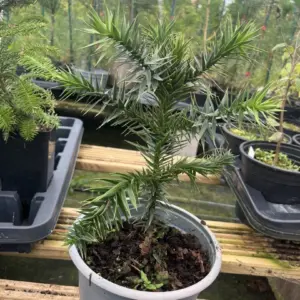 Monkey Puzzle Tree 20/40cm (2L)