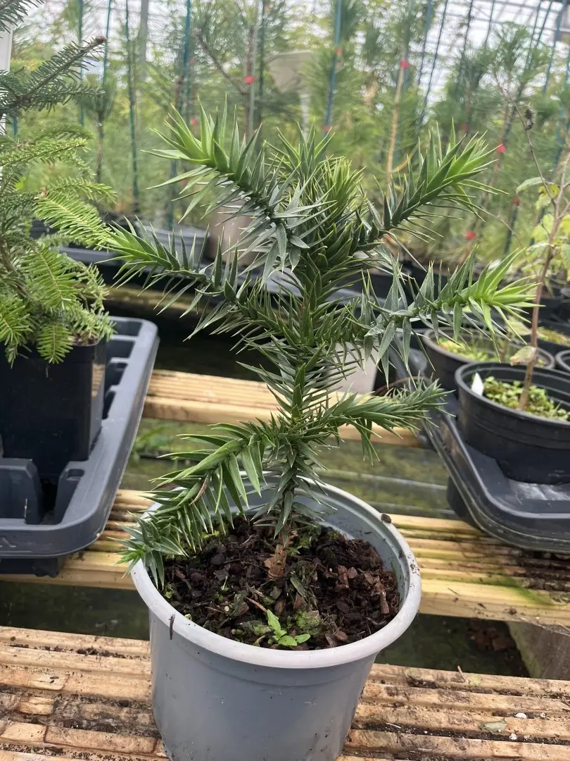 Monkey Puzzle Tree 20/40cm (2L)