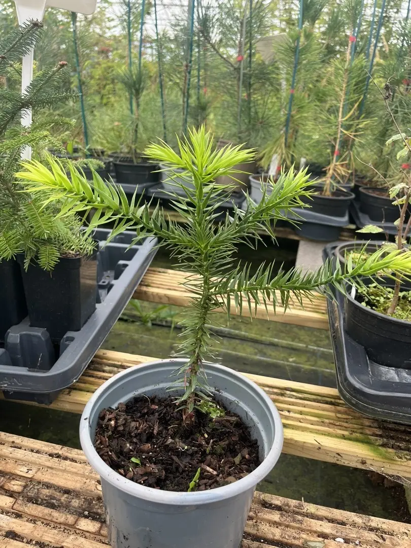 Monkey Puzzle Tree 20/40cm (2L) - Image 2