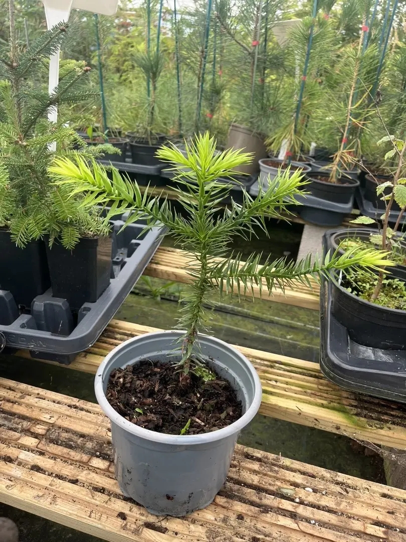 Monkey Puzzle Tree 20/40cm (2L) - Image 3