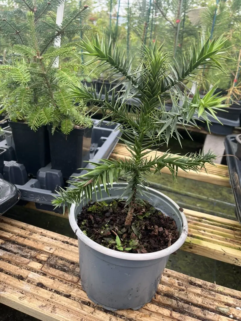 Monkey Puzzle Tree 20/40cm (2L) - Image 4