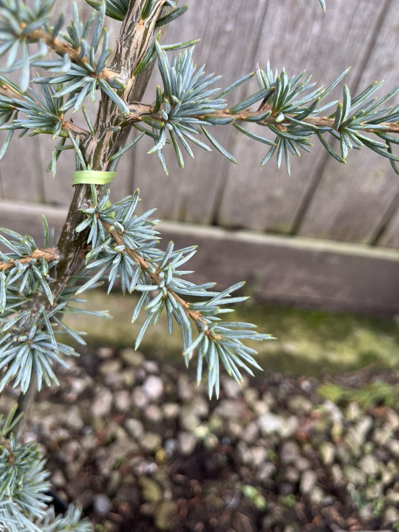 Atlas Cedar 'Glauca' 20/40cm (2L) - Image 5