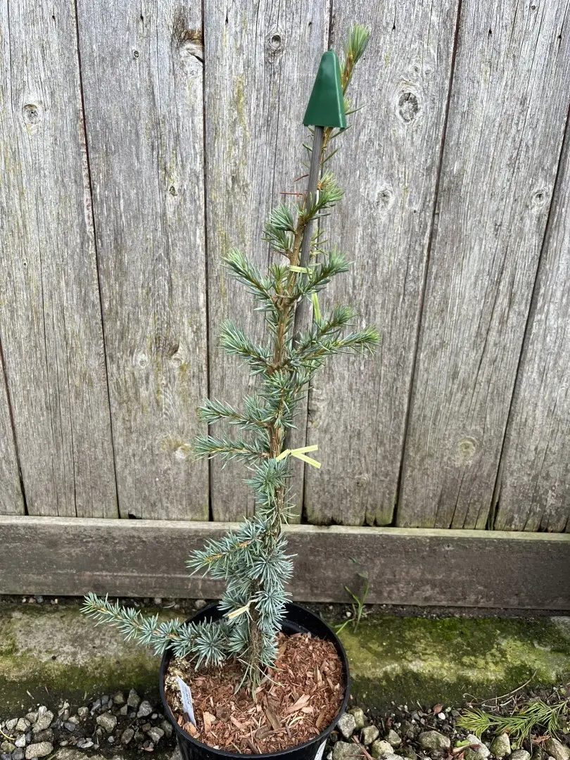 Atlas Cedar 'Glauca' 60/80cm (5L) - Image 10