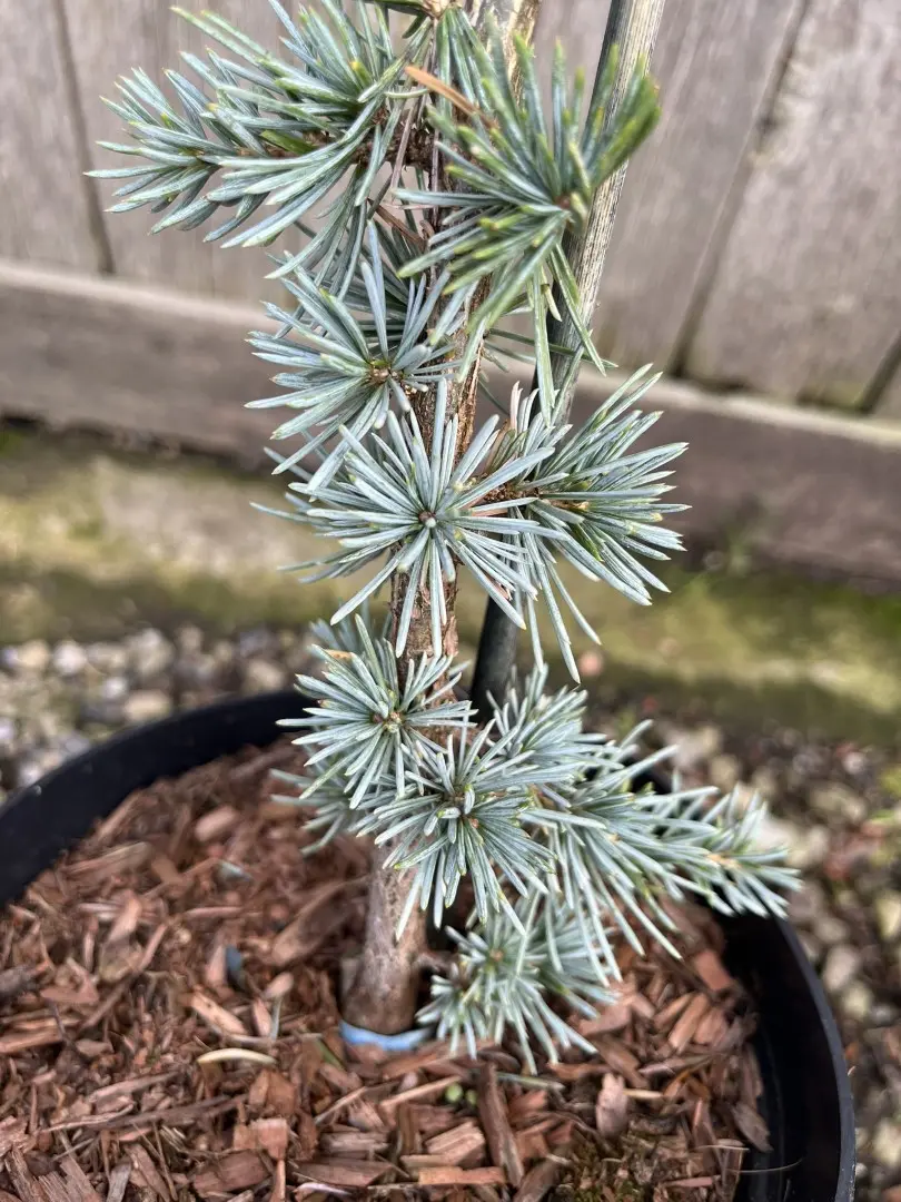 Atlas Cedar 'Glauca' 20/40cm (2L) - Image 4