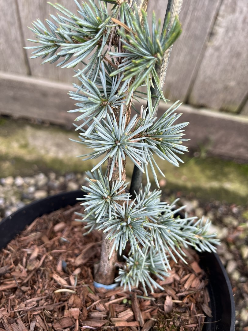 Atlas Cedar 'Glauca' 20/40cm (2L) - Image 4