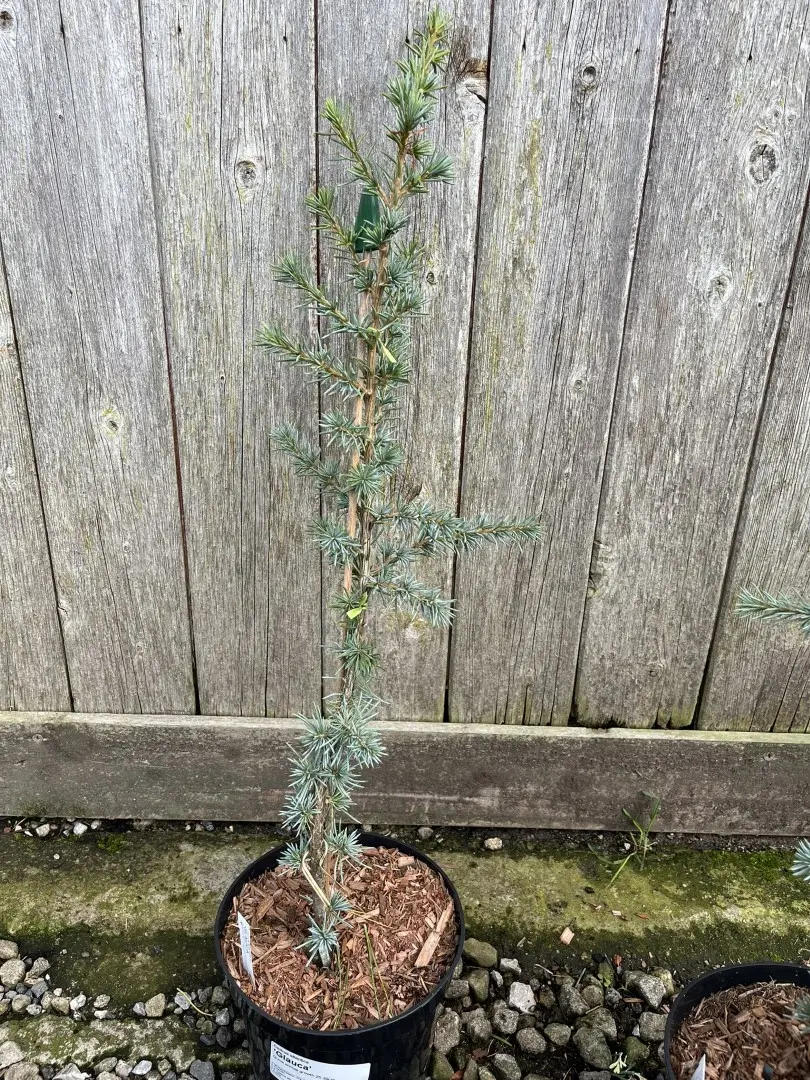 Atlas Cedar 'Glauca' 60/80cm (5L) - Image 6