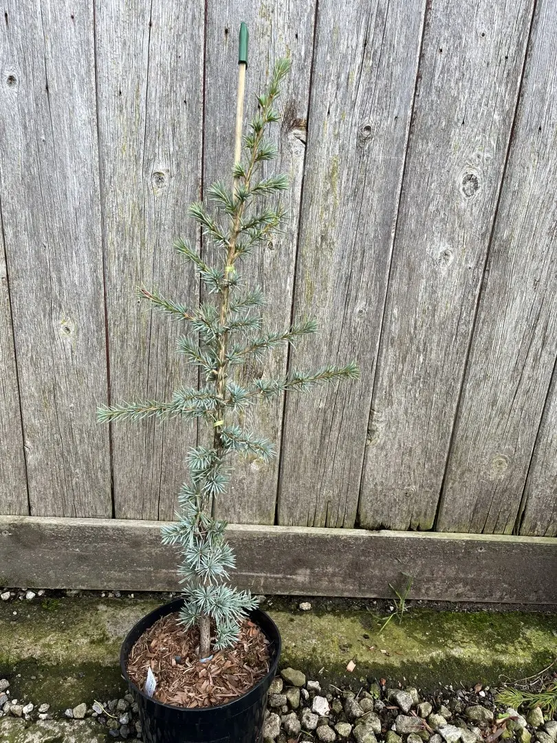 Atlas Cedar 'Glauca' 60/80cm (5L) - Image 7