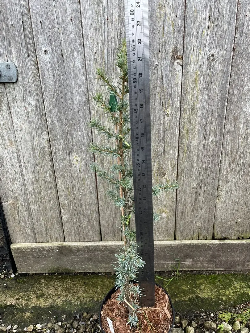 Atlas Cedar 'Glauca' 60/80cm (5L) - Image 2