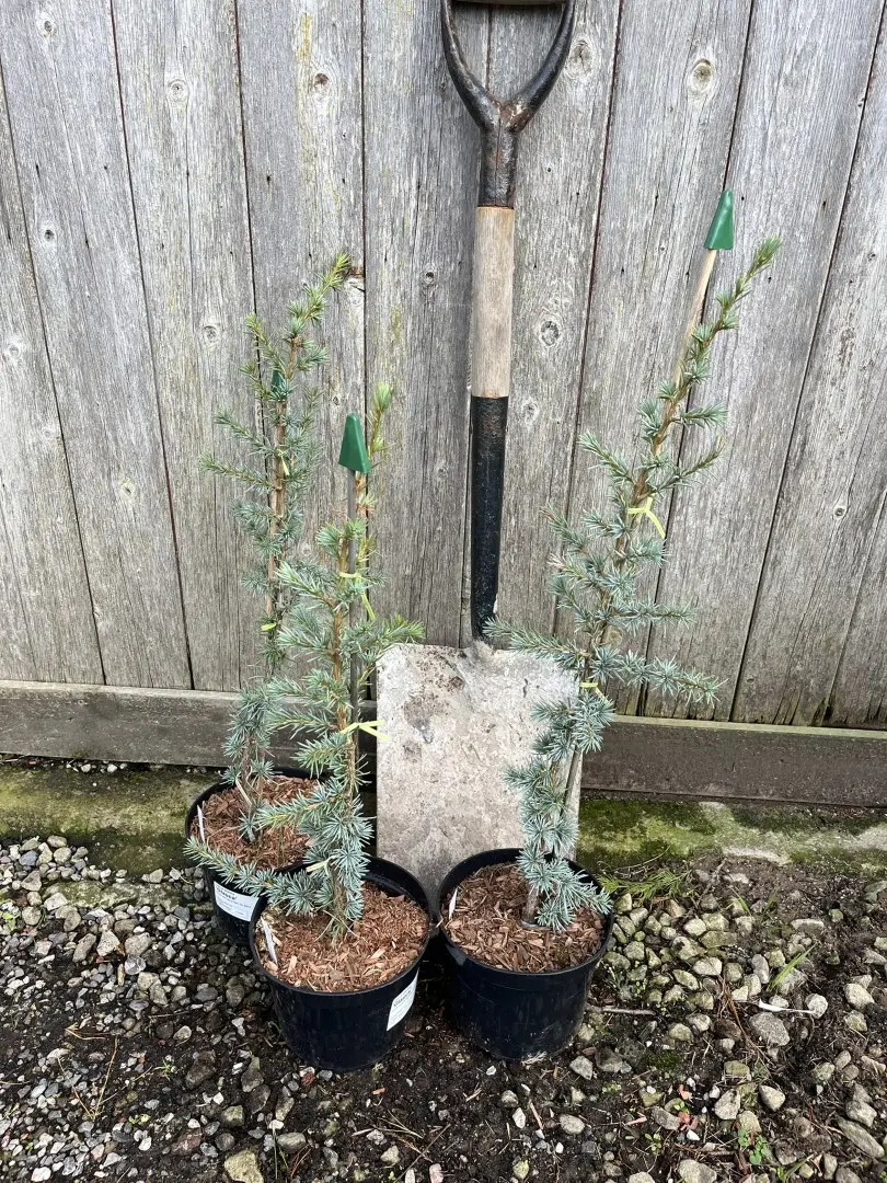Atlas Cedar 'Glauca' 60/80cm (5L) - Image 4