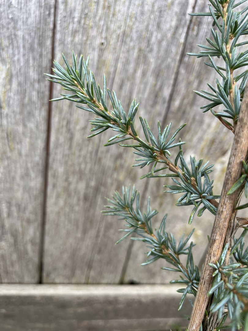 Atlas Cedar 'Glauca' 20/40cm (2L) - Image 3