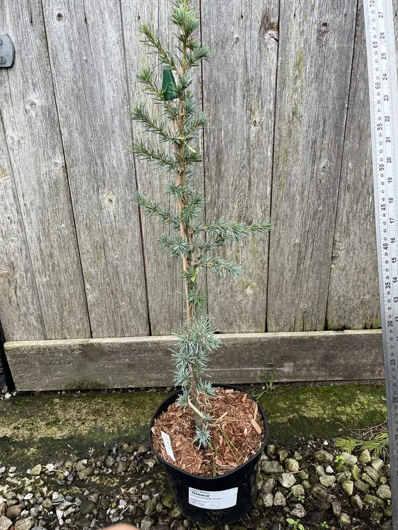 Atlas Cedar 'Glauca' 60/80cm (5L)