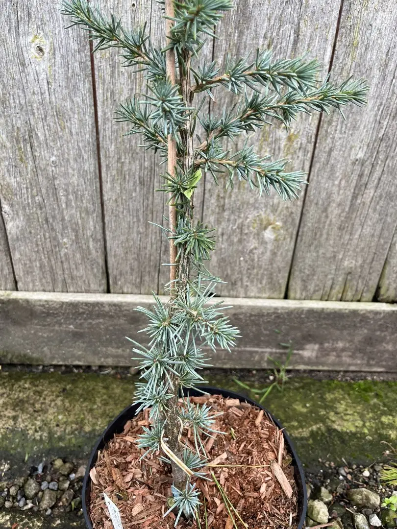 Atlas Cedar 'Glauca' 60/80cm (5L) - Image 3