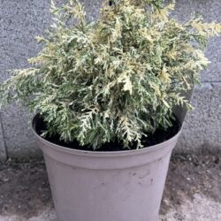Lawson Cypress 'Pearly Swirls' (7.5L)