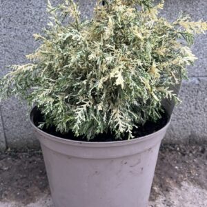 Lawson Cypress 'Pearly Swirls' (7.5L)