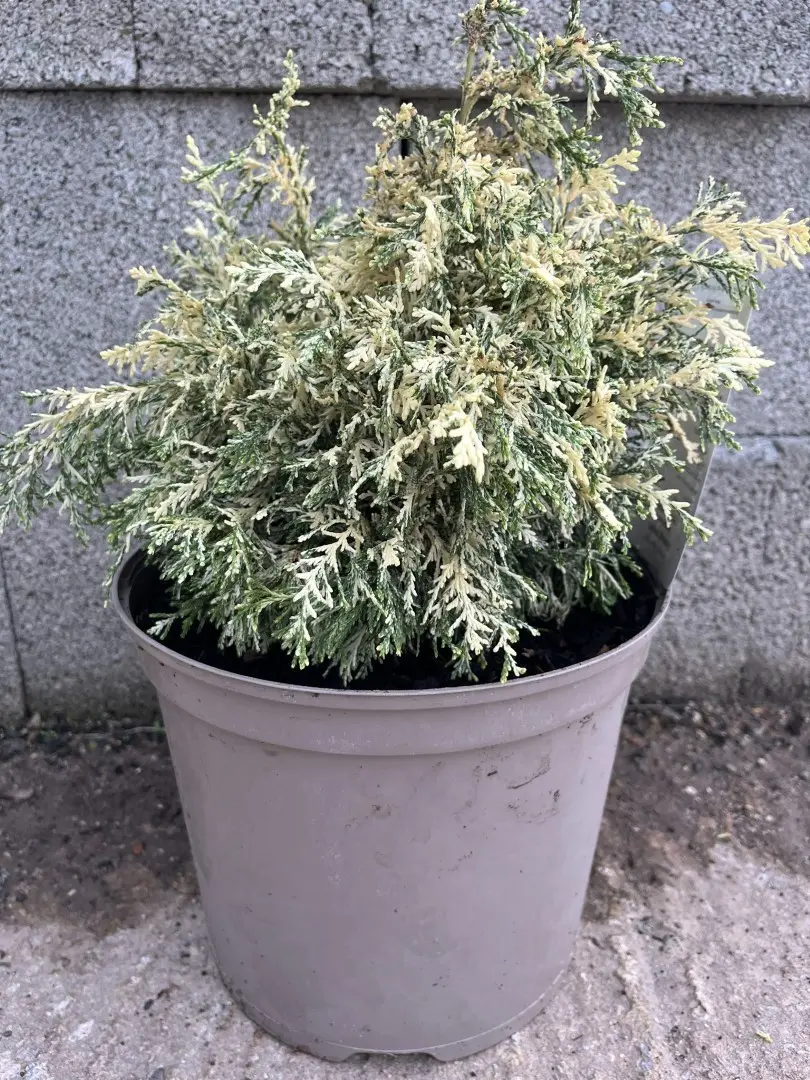 Lawson Cypress 'Pearly Swirls' (7.5L)