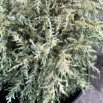CHAMAECYPARIS lawsonia ‘PEARLY SWIRLS (6)