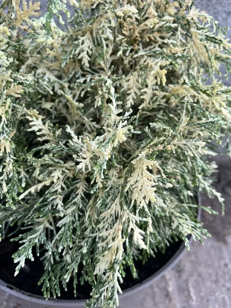 Lawson Cypress 'Pearly Swirls' (7.5L) - Image 2