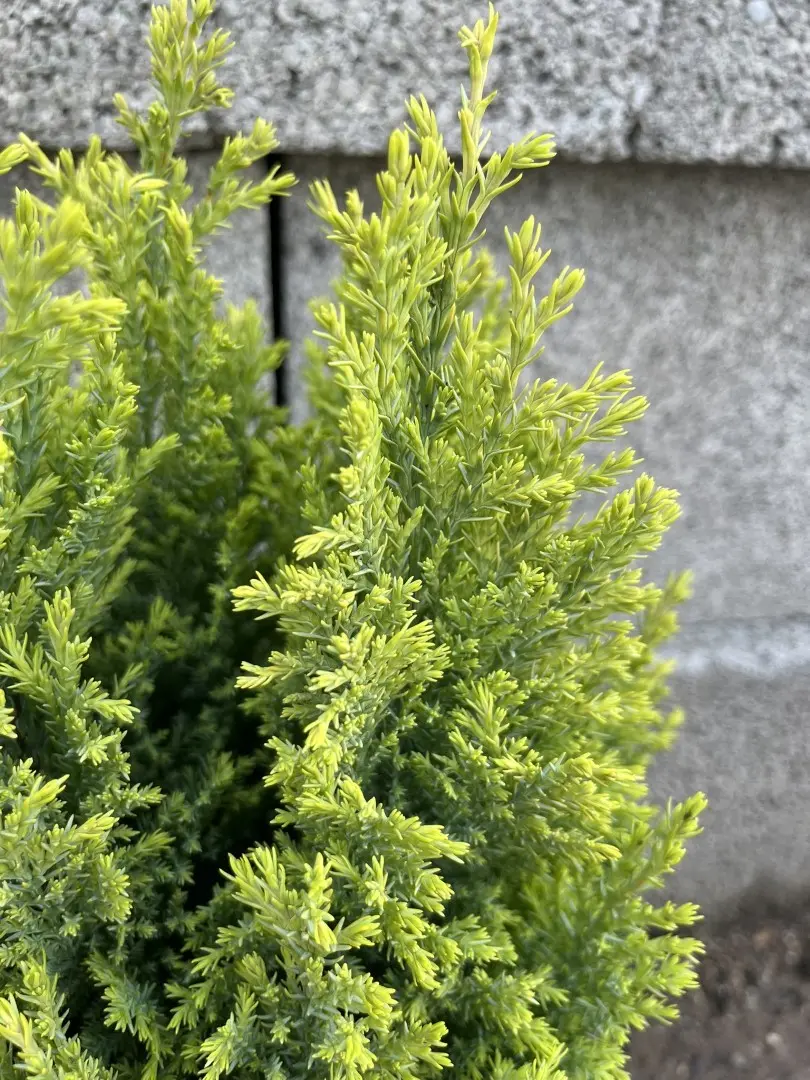 Lawson Cypress 'Treasure' 20/40cm (3L) - Image 3
