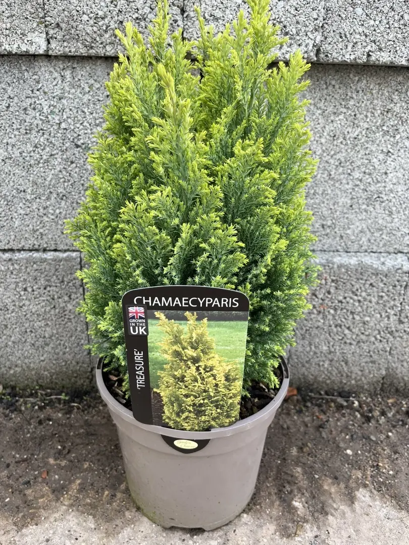 Lawson Cypress 'Treasure' 20/40cm (3L) - Image 4