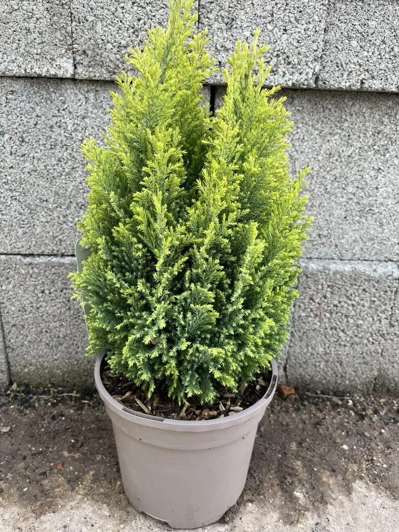 Lawson Cypress 'Treasure' 20/40cm (3L)