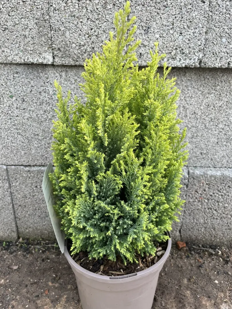 Lawson Cypress 'Treasure' 20/40cm (3L) - Image 2