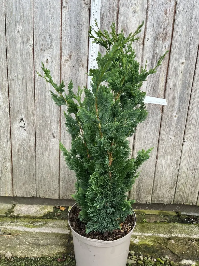 Lawson's Cypress 'Wisselii' 60/80cm (7.5L) - Image 2