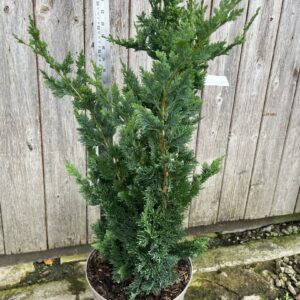 Lawson's Cypress 'Wisselii' 60/80cm (7.5L)