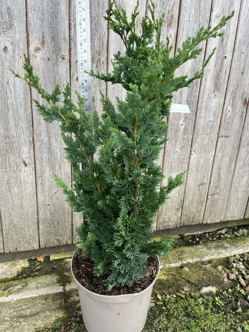 Lawson's Cypress 'Wisselii' 60/80cm (7.5L)