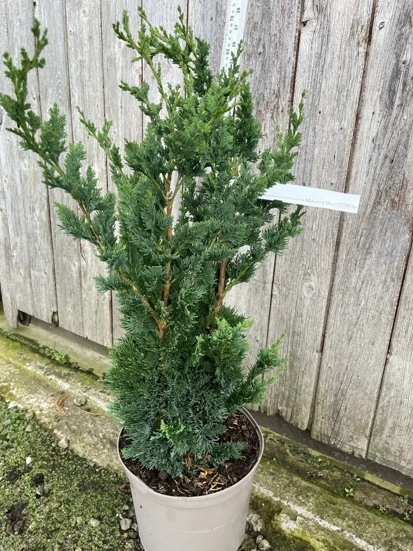 Lawson's Cypress 'Wisselii' 60/80cm (7.5L) - Image 3