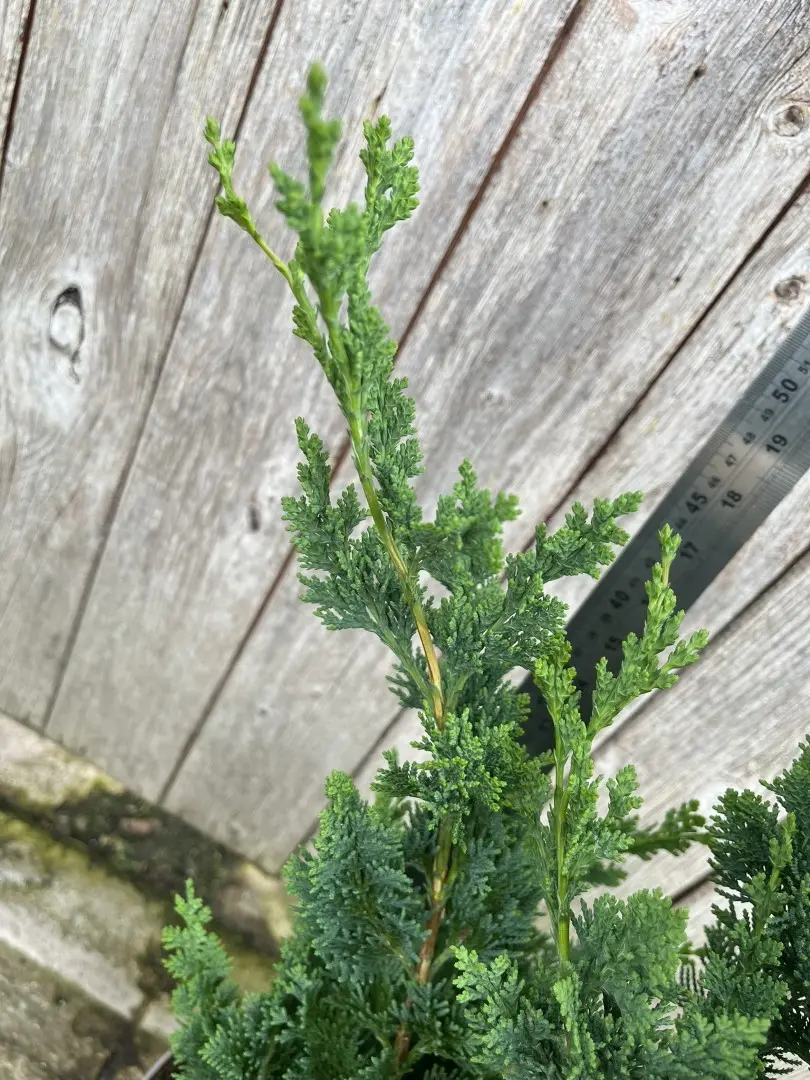 Lawson's Cypress 'Wisselii' 60/80cm (7.5L) - Image 4