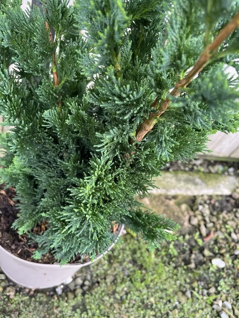 Lawson's Cypress 'Wisselii' 60/80cm (7.5L) - Image 5