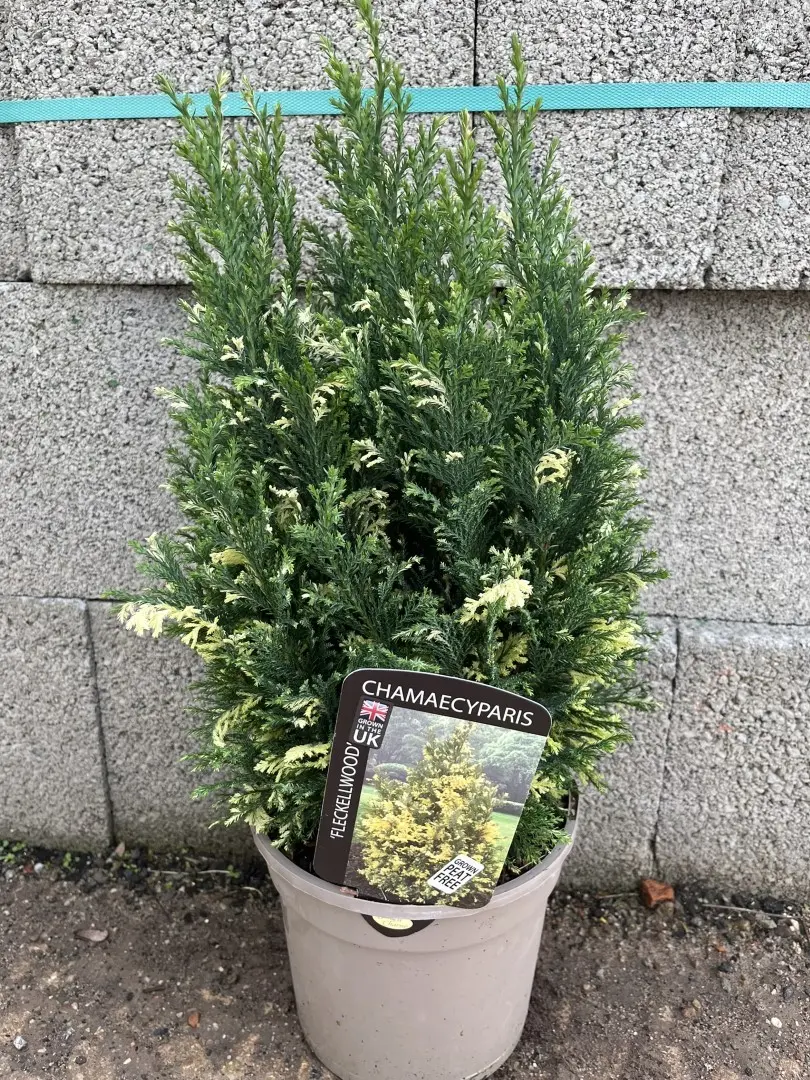 Lawson Cypress 'Fleckellwood' 20/40cm (3L) - Image 3
